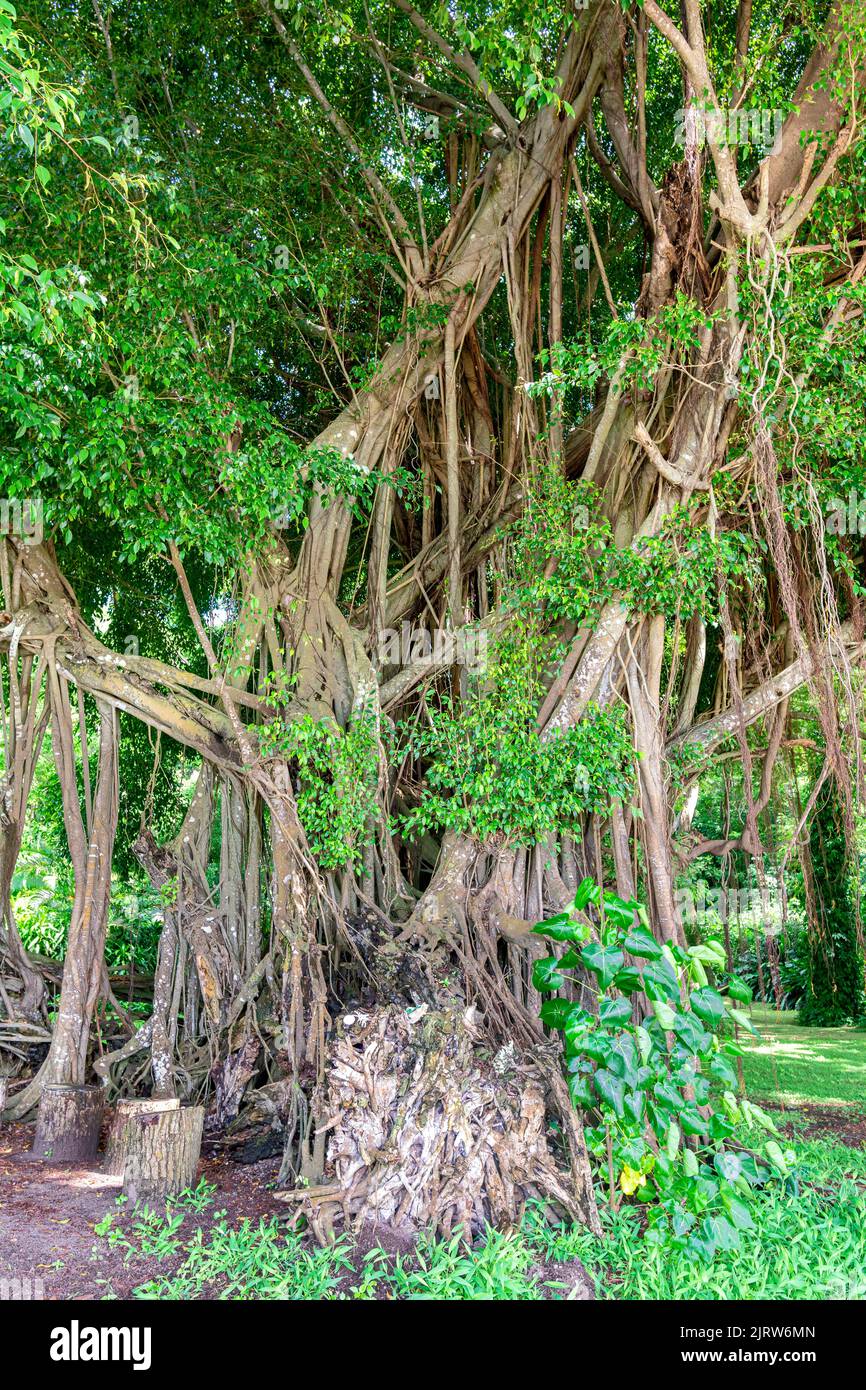 Un arbre sacré de Banyon de Fiji montre les milliers de branches enchevêtrées complexes entrelacés à un beau motif. Banque D'Images