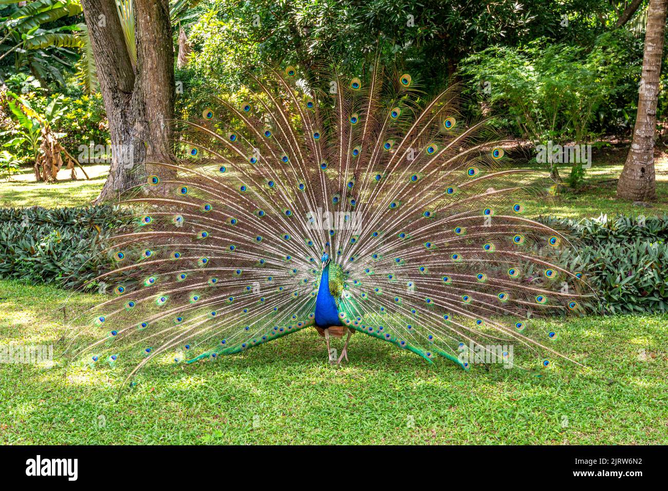Un paon mâle montre ses plumes dans une tentative d'attirer les peahens pour l'accouplement. Banque D'Images