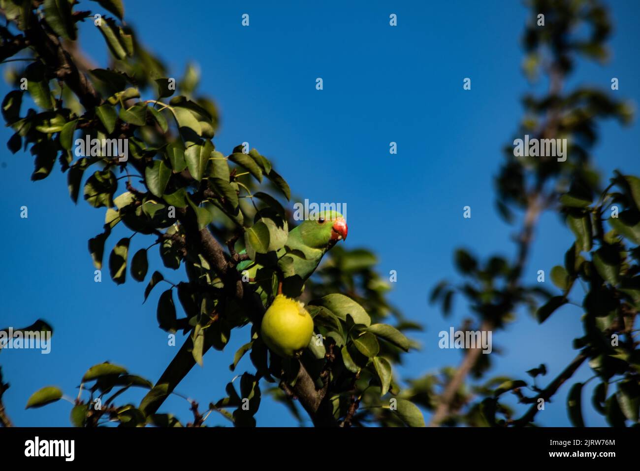 Parakeet dans un arbre de poire Banque D'Images