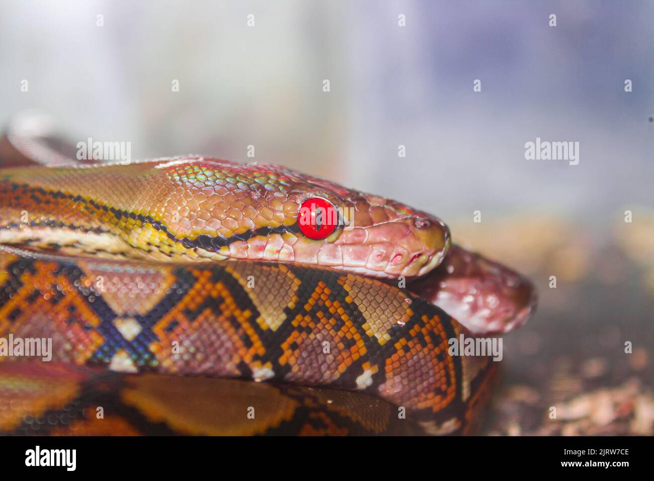 tout sur la nature et les animaux sauvages vivant dans les climats tropicaux, en particulier en asie du sud-est Banque D'Images