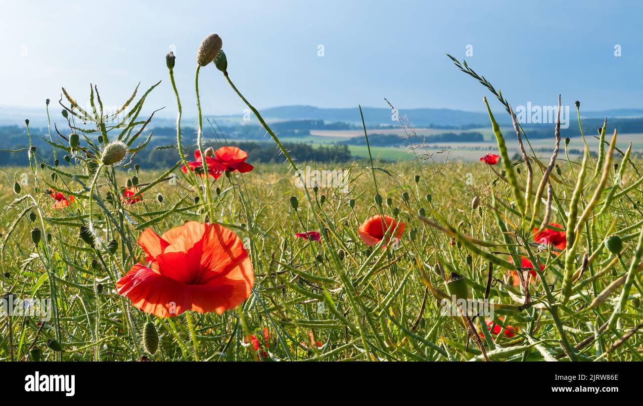 Gros plan du champ de colza avec fleurs de pavot rouge, bourgeons et capsules. Papaver rhoeas. Brassica napus. Fleurs sauvages ensoleillées et gousses de colza vertes mûres. Banque D'Images