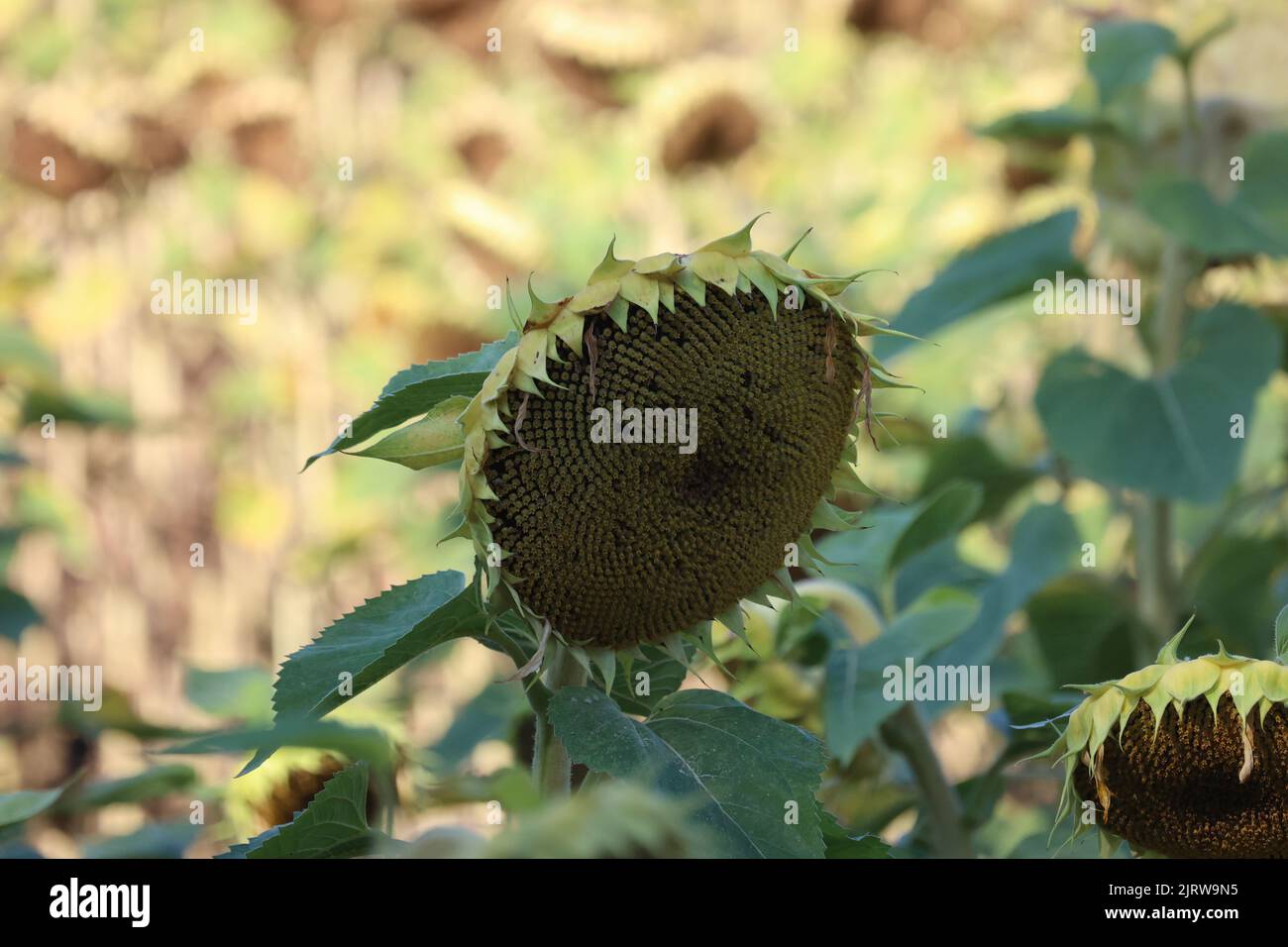 Panier de tournesol dans le champ en automne Banque D'Images