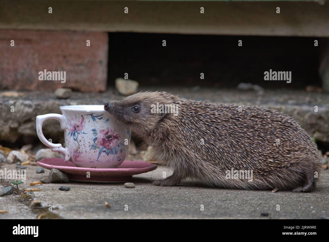 Hérisson européen mangeant de la nourriture d'oiseau d'une tasse et soucoupe. Banque D'Images