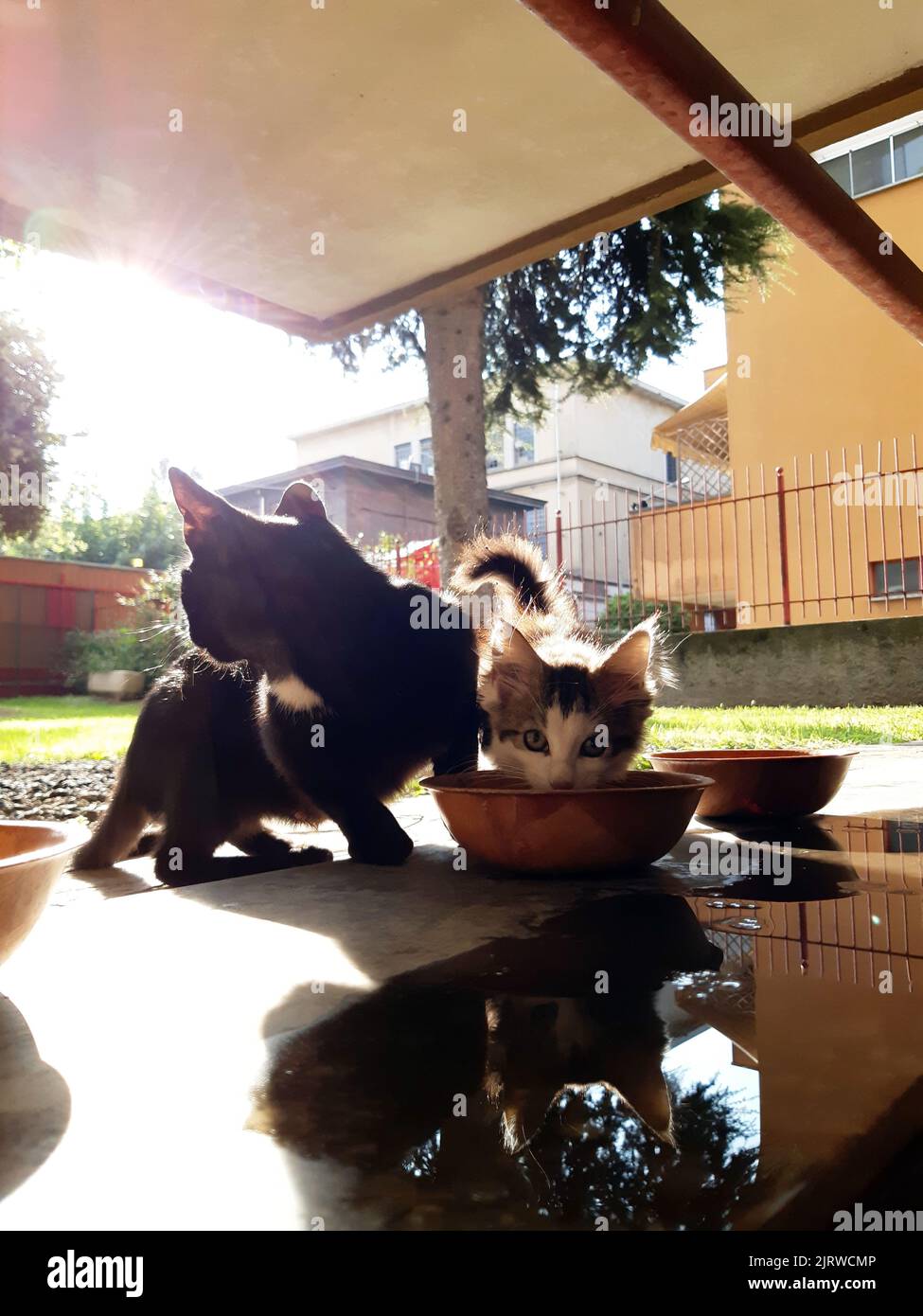 Le chat mange dans le bol, le temps du déjeuner, les chats mangent près du jardin de condominium. Banque D'Images