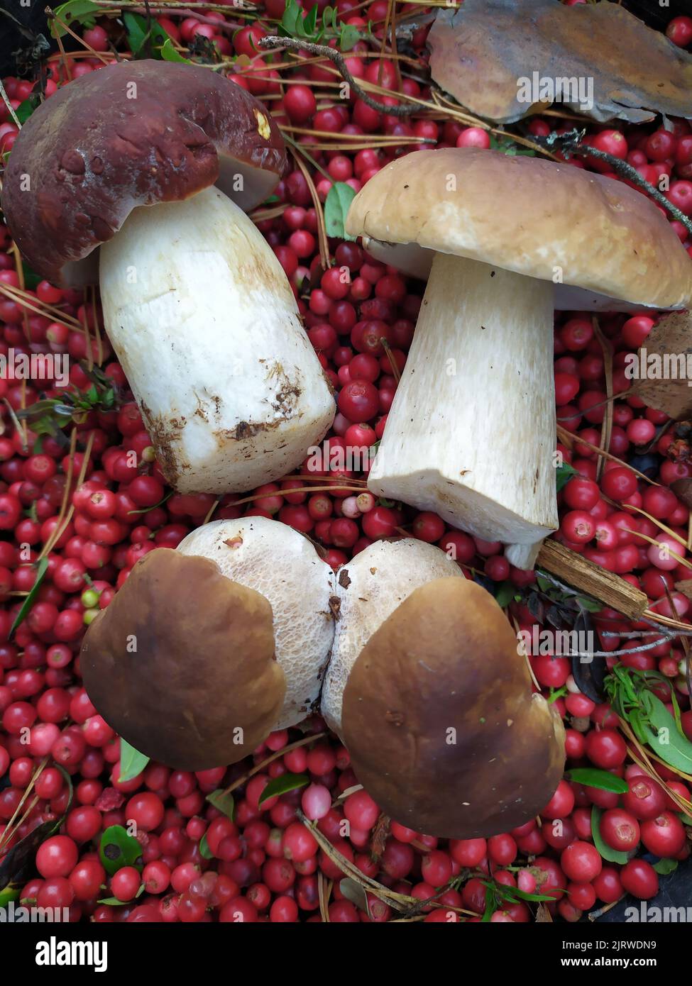 baies champignons herbe à champignons canneberge ours framboise Banque D'Images