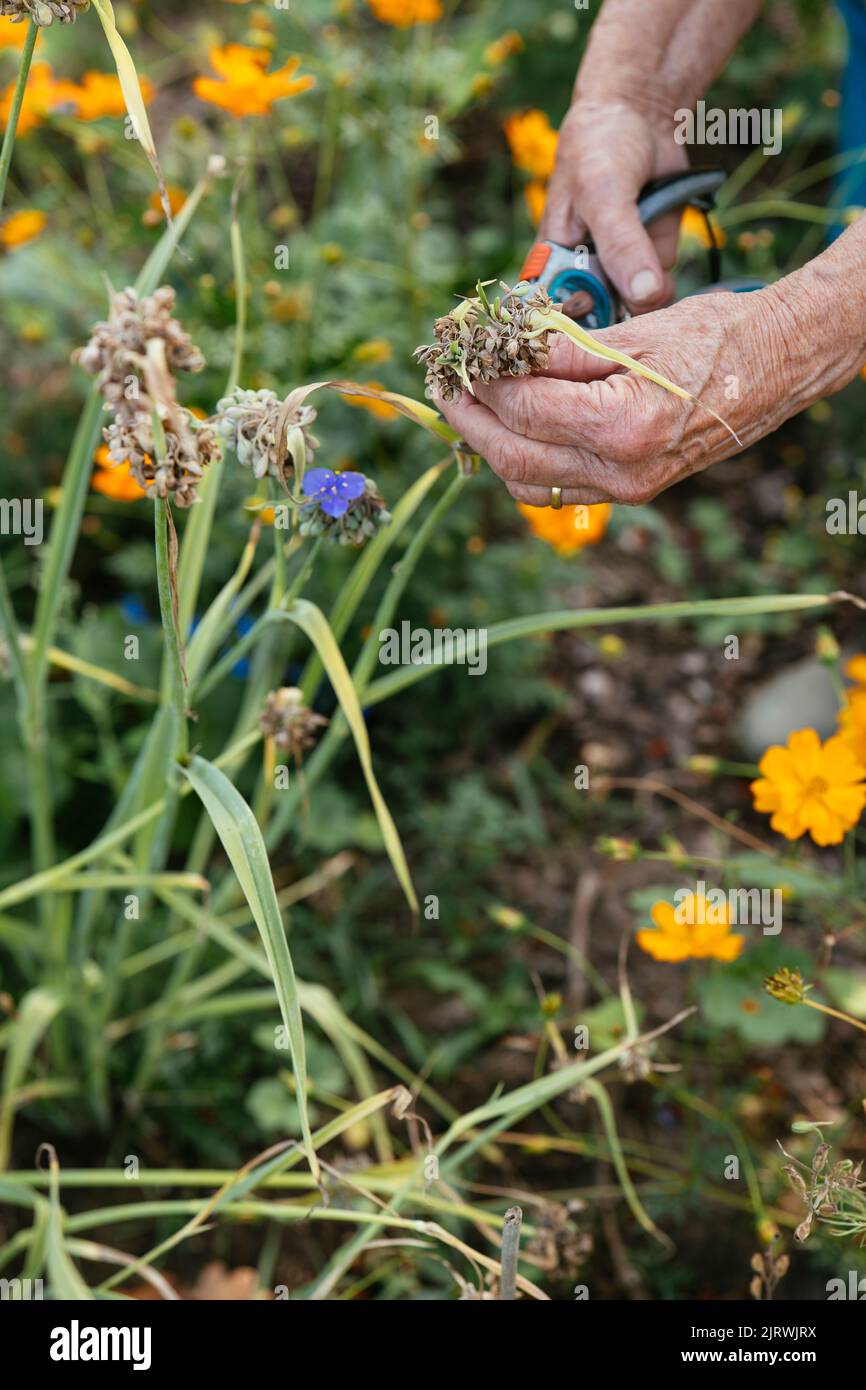 Jardinier collectant des têtes de graines de Bluewant (Tradescantia ohiensis) Banque D'Images