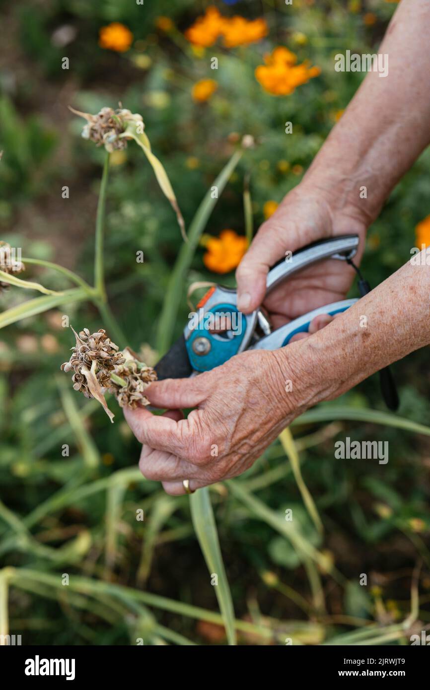 Jardinier collectant des têtes de graines de Bluewant (Tradescantia ohiensis) Banque D'Images