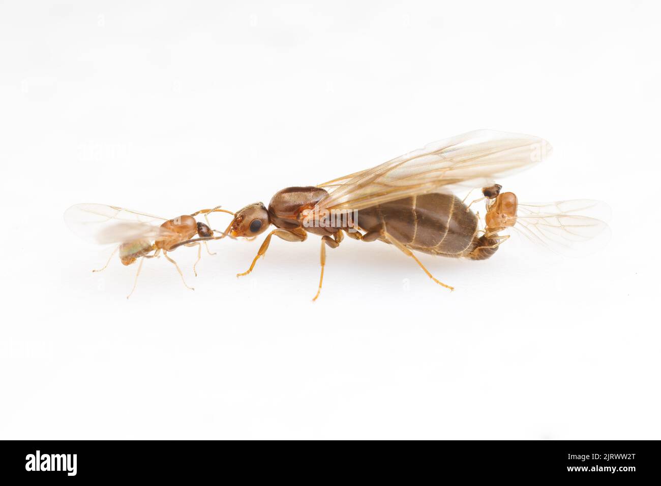 Les mâles Dark Rover Ant (Brachymyrmex patagonicus) rivalisent pour s'accoupler avec une reine alate lors d'un vol nuptial, isolé sur fond blanc. Banque D'Images