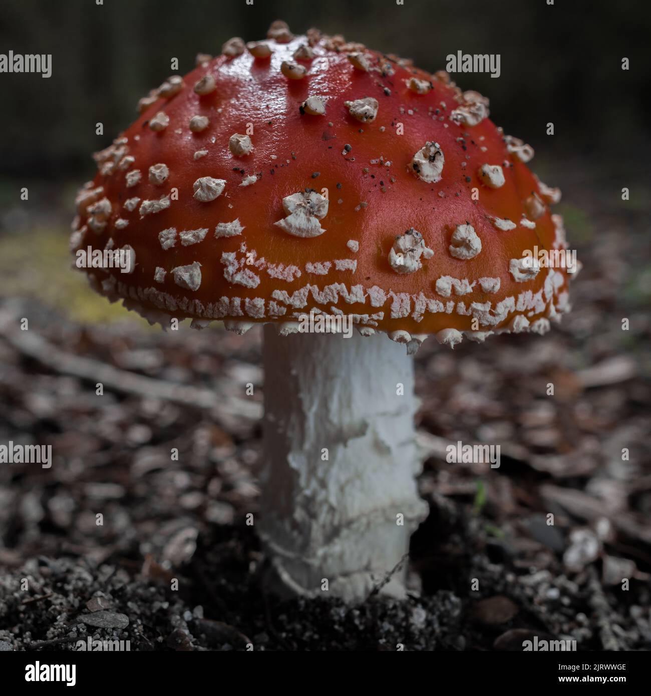 Champignon rouge à pois blancs (Amanita muscaria) Banque D'Images