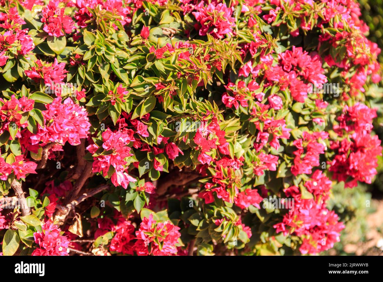Magnifique bougainvilliers rouge dans le jardin Banque D'Images