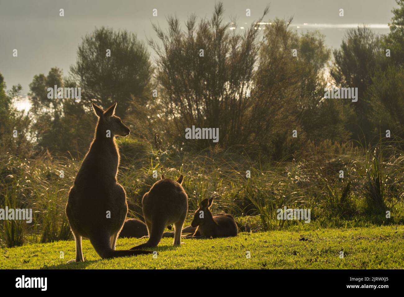 Kangaroo famille suspendu dans la nature près de l'eau au coucher du soleil Banque D'Images