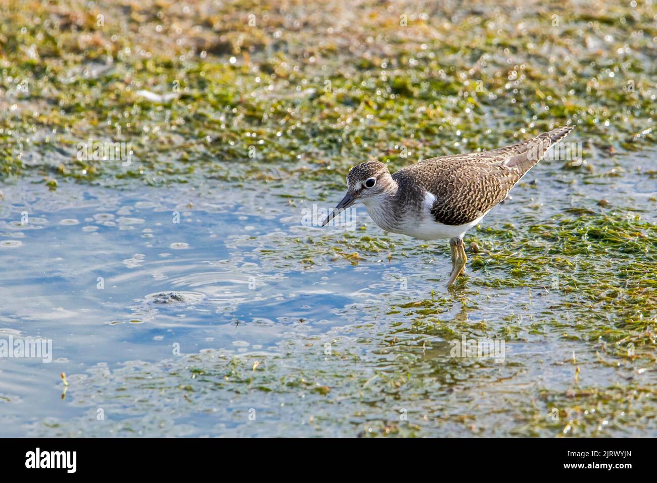 Pondeuses communes (Actitis hypoleucos / Tringa hypoleucos) fourrager dans la boue le long de la rive du lac / rive de l'étang Banque D'Images