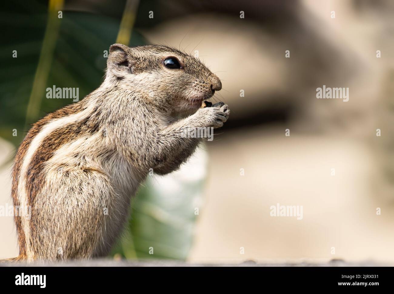 Un écureuil ayant de la nourriture tôt le matin sur un mur Banque D'Images