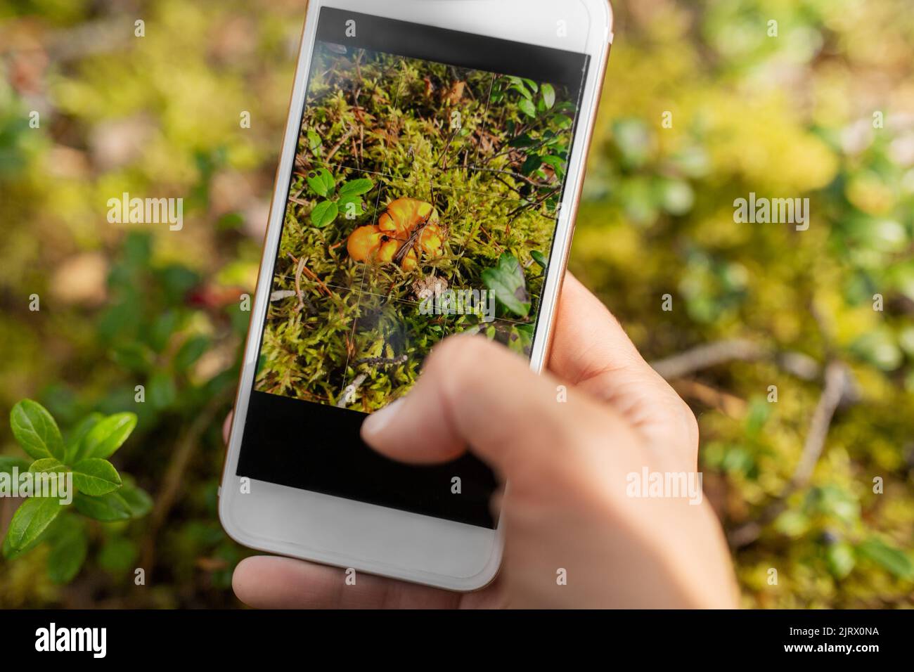 main à l'aide d'un smartphone pour identifier les champignons Banque D'Images