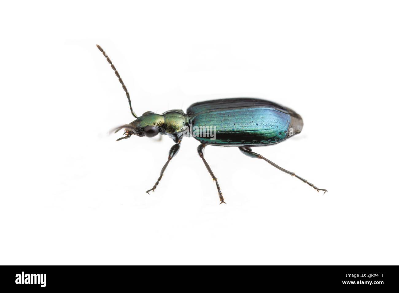 Le feuillage coloré est un beetle (Lebia viridis) isolé sur fond blanc. Banque D'Images