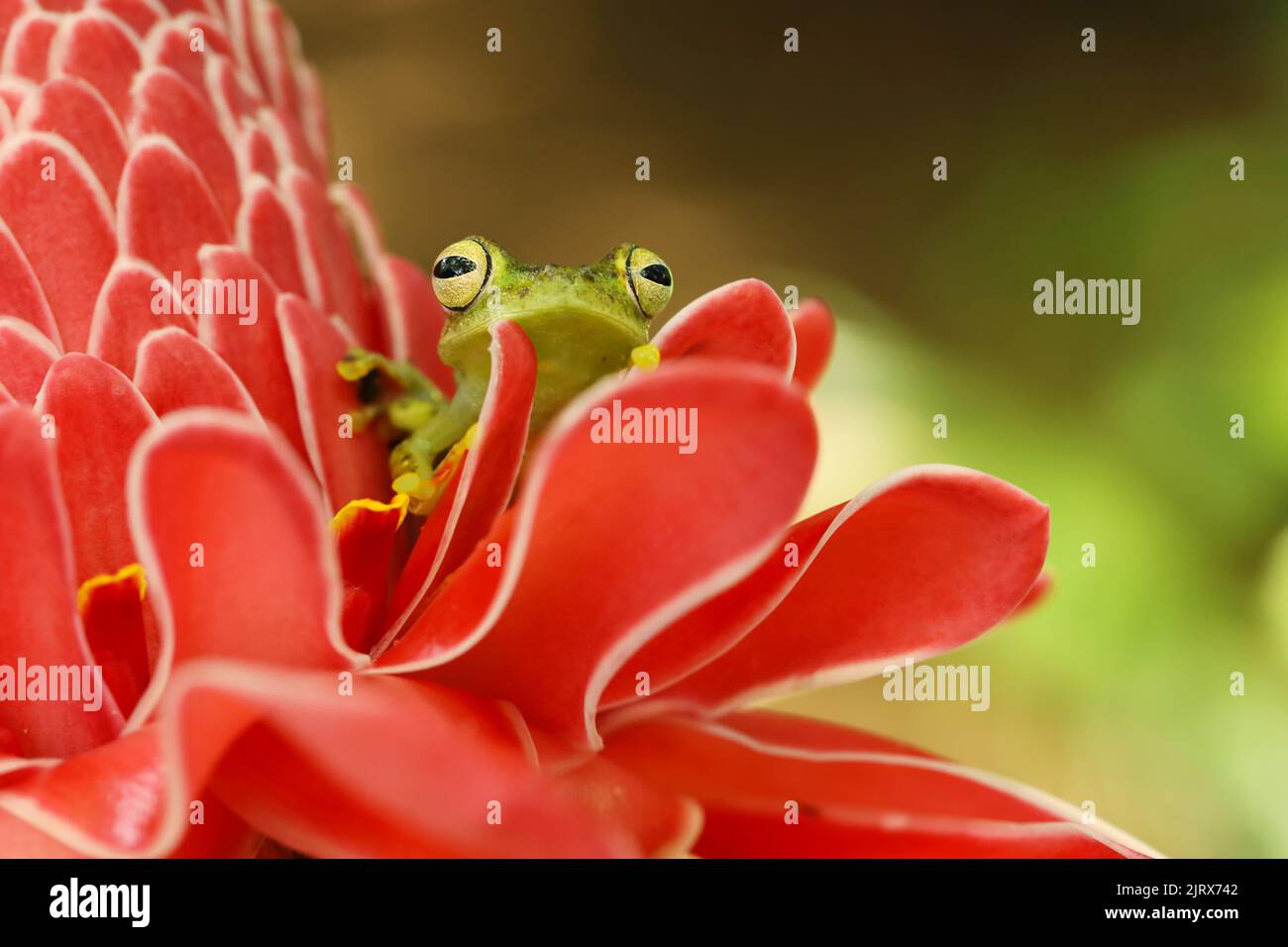 Teratohyla spinosa, Grenouille en verre épineux, amphibie mince à fleur rouge, dans l'habitat naturel. Grenouille du Costa Rica, forêt tropicale. Banque D'Images