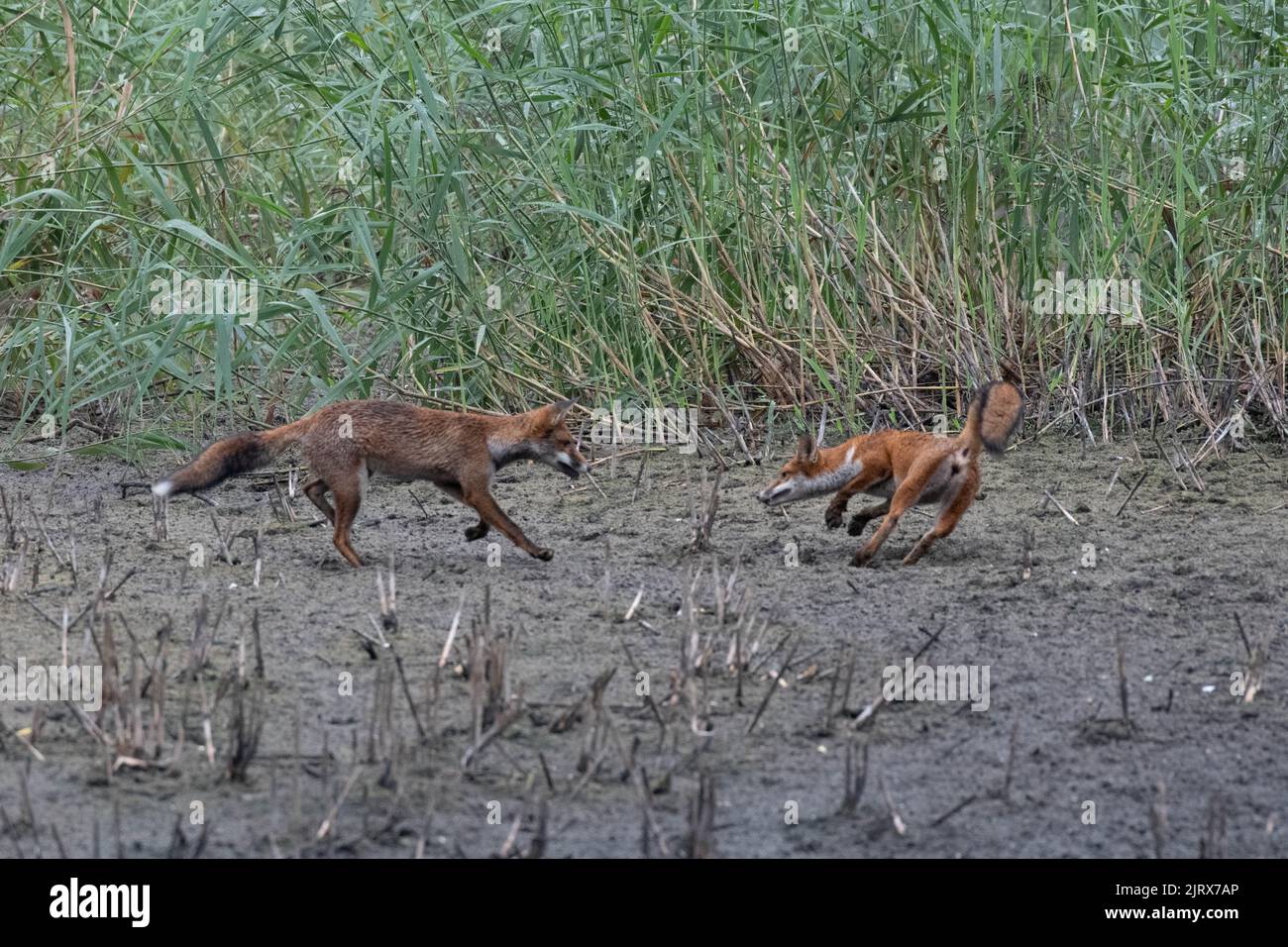 Deux renards jouant à Magor Marsh qui s'est asséché en raison du réchauffement de la planète ou du changement climatique. Banque D'Images