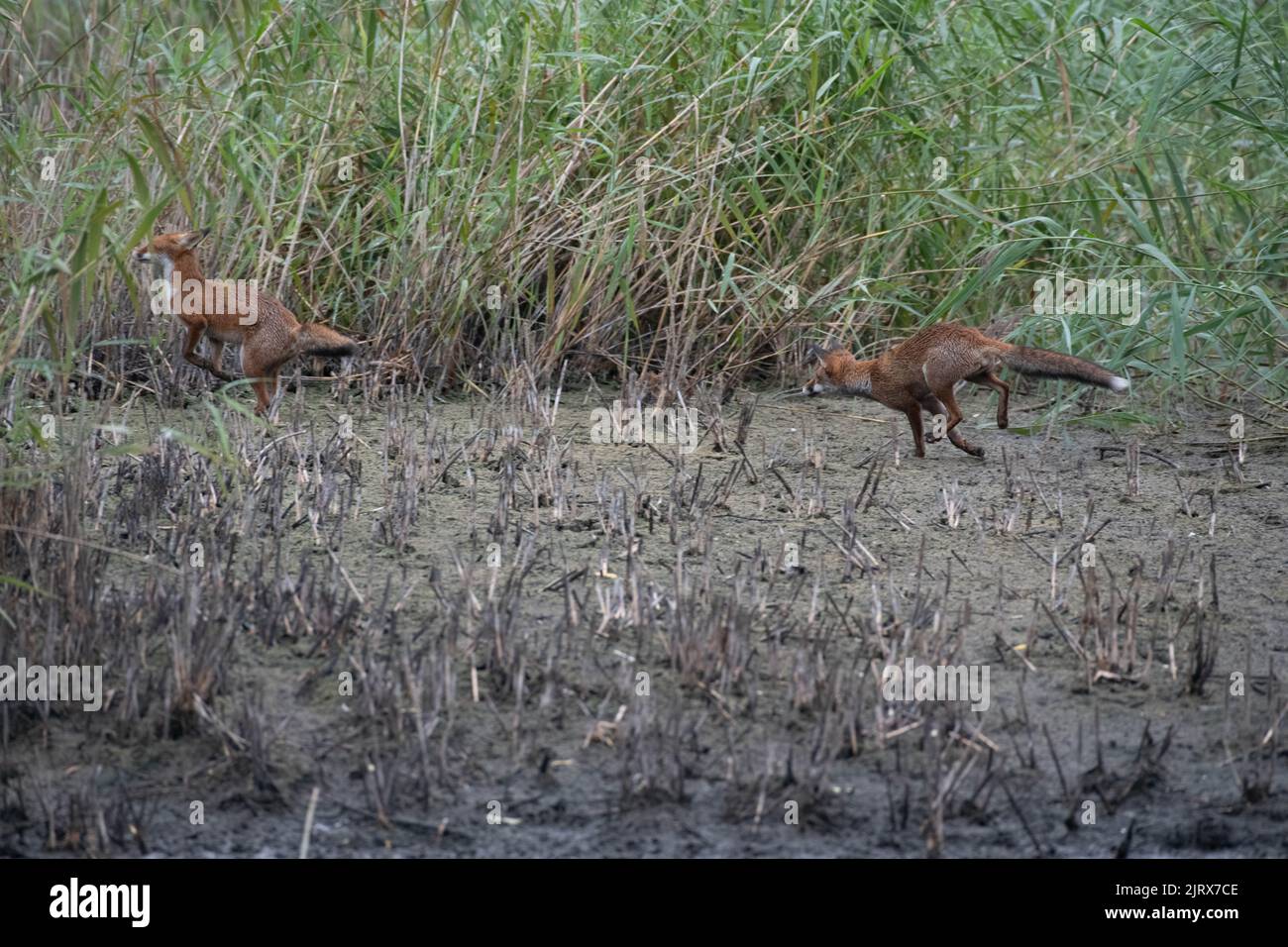 Deux renards jouant à Magor Marsh qui s'est asséché en raison du réchauffement de la planète ou du changement climatique. Banque D'Images