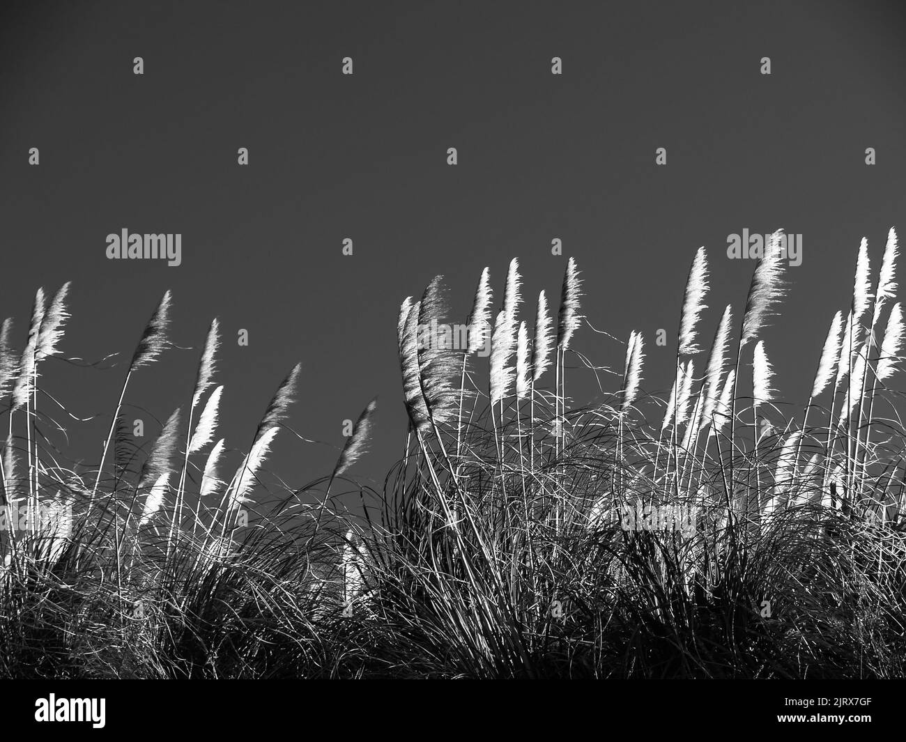 Pampas blanc fleur d'herbe souffle dans la brise sous ciel clair en monochrome. Banque D'Images