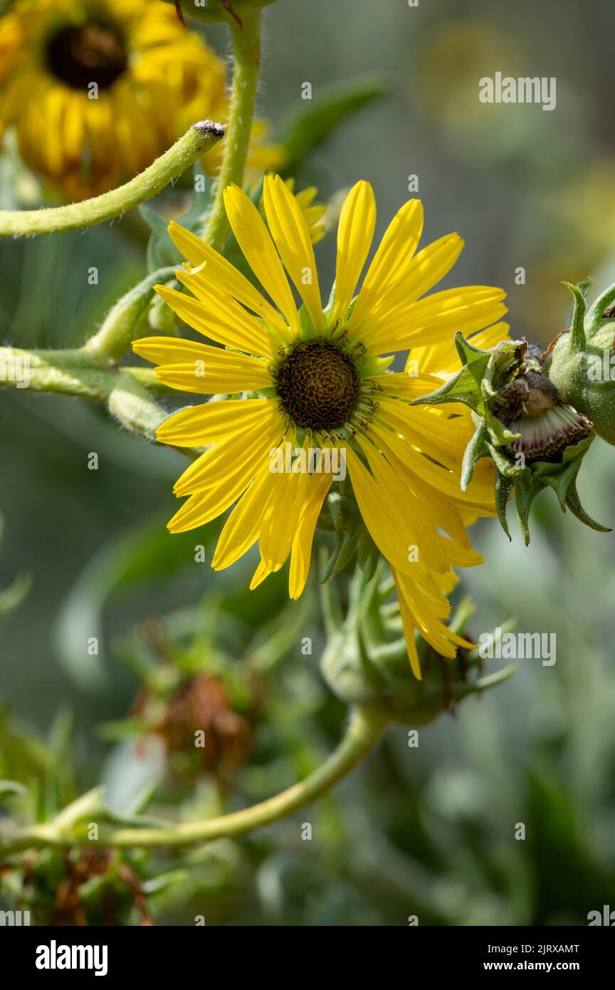 Fleurs jaunes têtes de Silphium laciniatum ou de la plante de boussole poussant dans le jardin d'été Banque D'Images