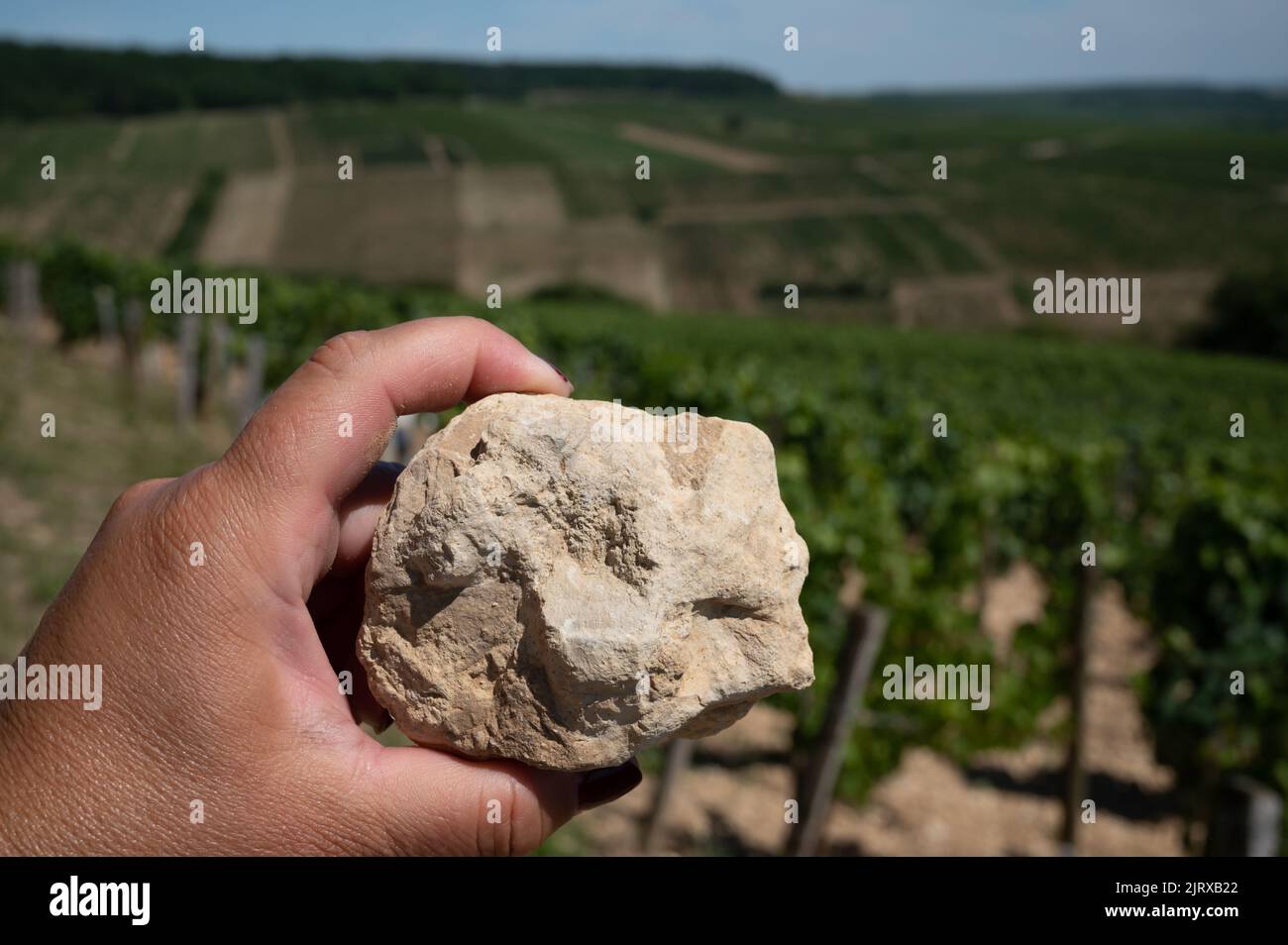 Échantillon de sol provenant de vignobles de Chablis Grand cru, de sols calcaires et martres avec fossiles d'huîtres, Burdundy, France avec vignobles sur le backgrou Banque D'Images