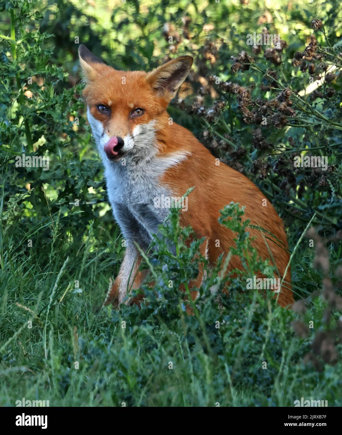 Renard roux dans une situation urbaine à Pittville Park Cheltenham Banque D'Images