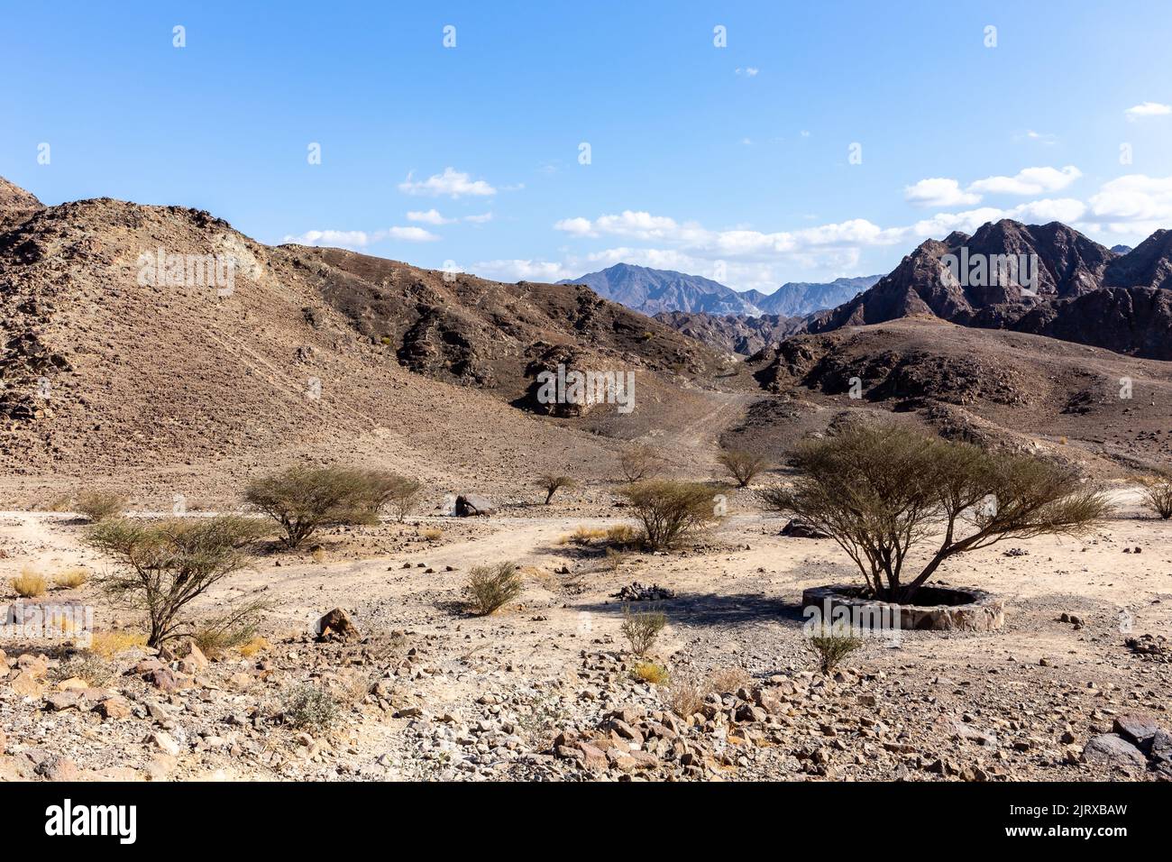 Le lit de Wadi Shawka dans les montagnes Hajar, avec oasis, arbres de ghaf, arbres et plantes d'acacia, montagnes de calcaire rocheux en arrière-plan, eau. Banque D'Images