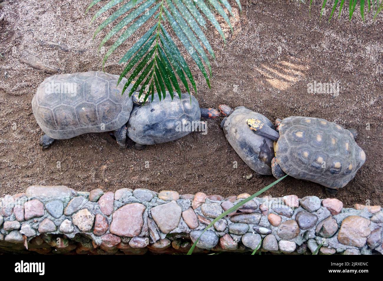 Tortue à pieds jaunes et Tortue à pieds rouges très communes au Brésil. Banque D'Images