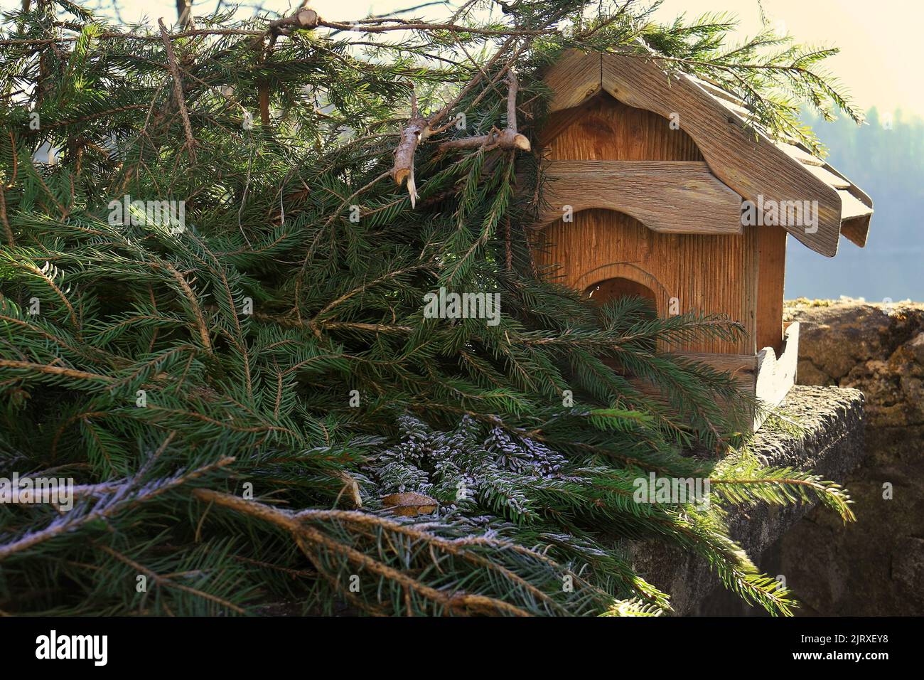 Une maison d'oiseaux en bois parmi les branches de conifères avec du gel sur elles. Banque D'Images
