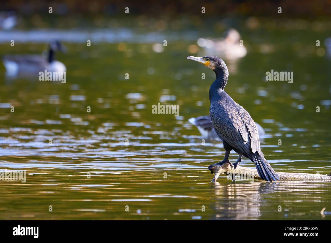 Grand oiseau cormoran assis sur un tronc d'arbre (Phalacrocorax carbo) Banque D'Images
