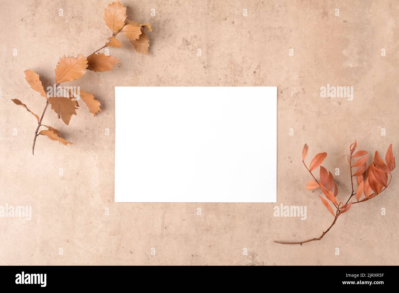 Carte vierge d'automne maquette pour Thanksgiving sur fond beige naturel. Préparation des fêtes et mise en page de la créativité. Message d'accueil de Thanksgiving ca Banque D'Images