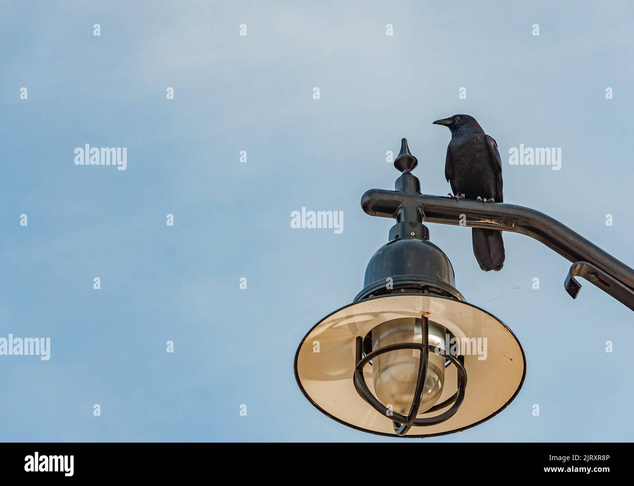 American Crow perchée sur un Streetlight, National Harbour, Maryland USA, Maryland Banque D'Images