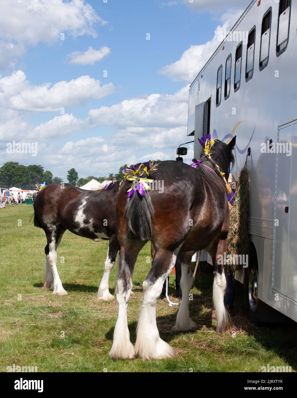 Les deux chevaux shire bruns avec des rubans ornés sur les manes et les queues attendent à côté de la boîte à cheval, verticale Banque D'Images