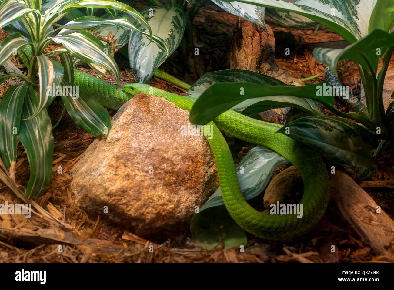 Mamba verte de l'Afrique de l'est (Dendroaspis Angusticeps), alias Mamba verte de l'est. Vu au Biopark Zoo, Albuquerque, Nouveau-Mexique, États-Unis. Banque D'Images