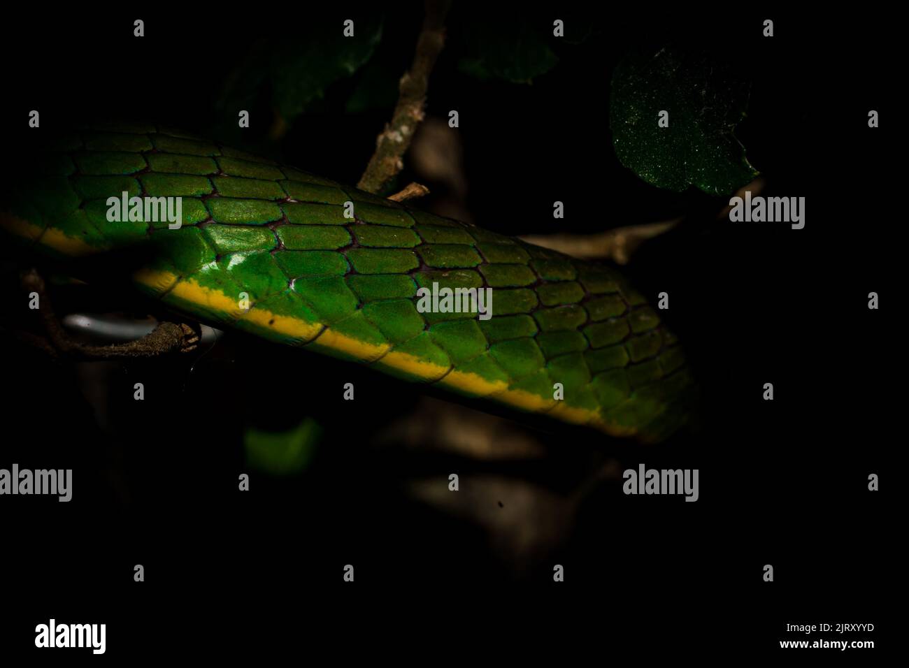 tout sur la nature et les animaux sauvages vivant dans les climats tropicaux, en particulier en asie du sud-est Banque D'Images