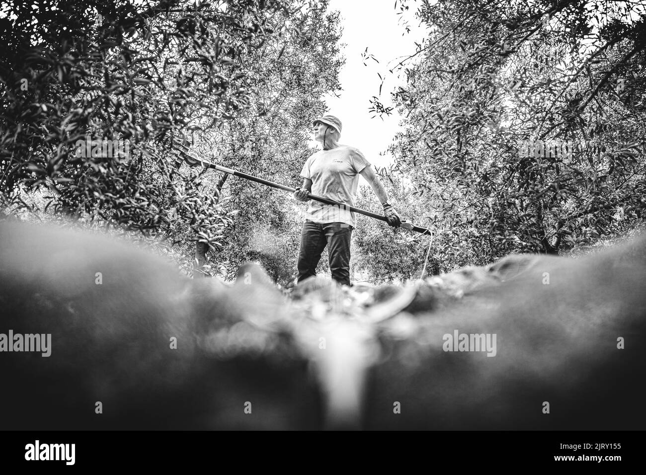 cueillette et transformation d'olives Banque D'Images