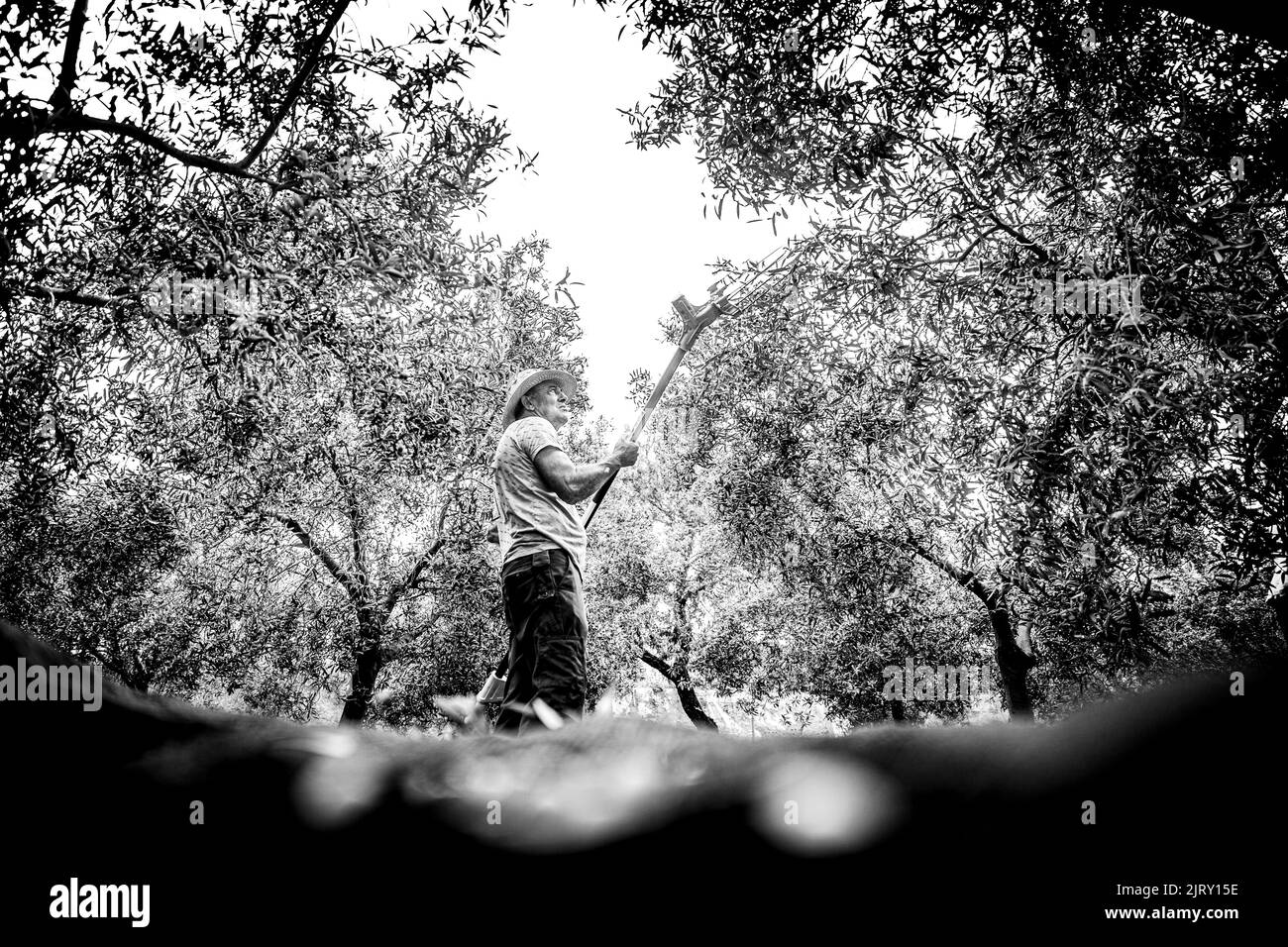 cueillette et transformation d'olives Banque D'Images