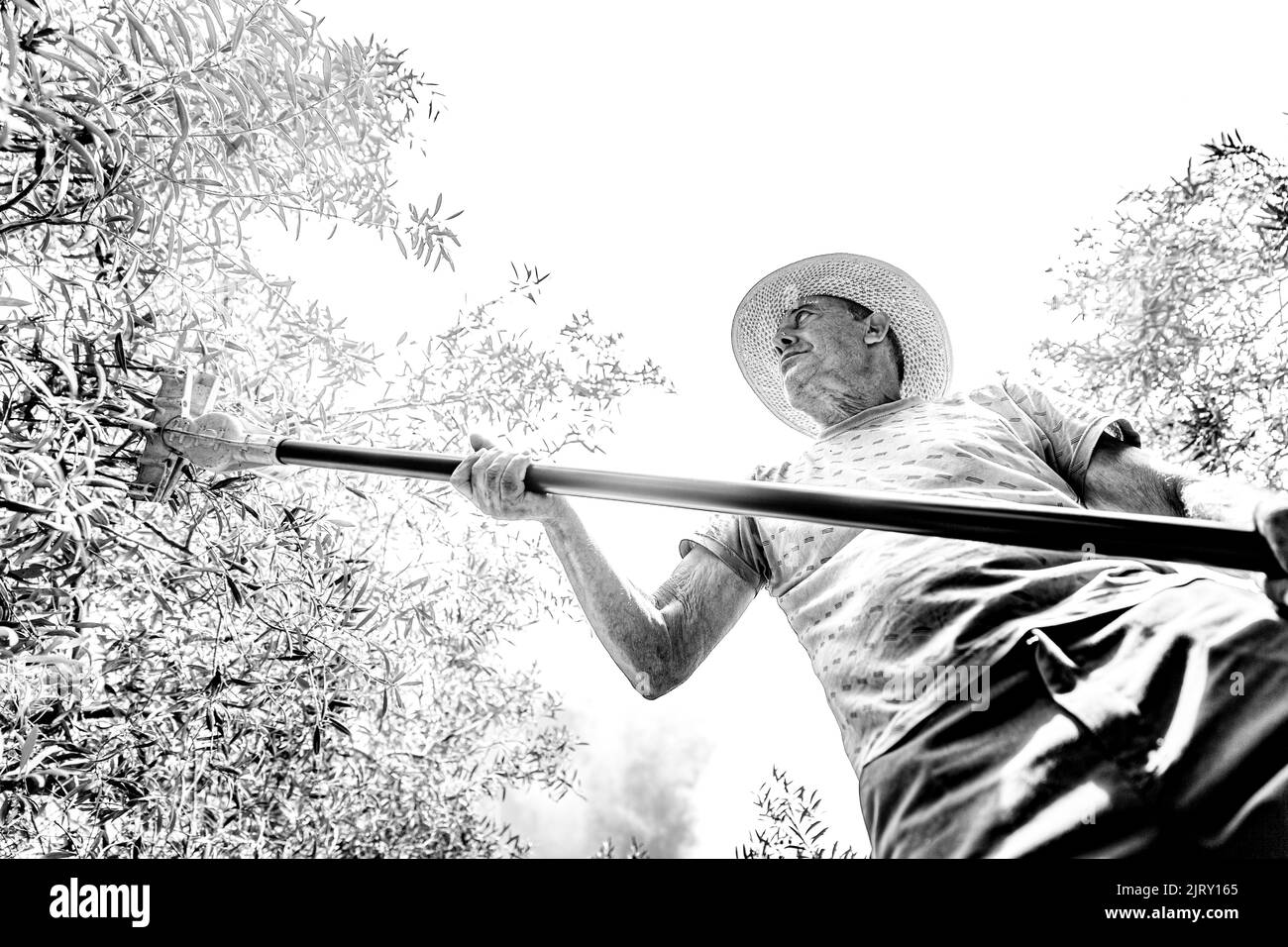 cueillette et transformation d'olives Banque D'Images