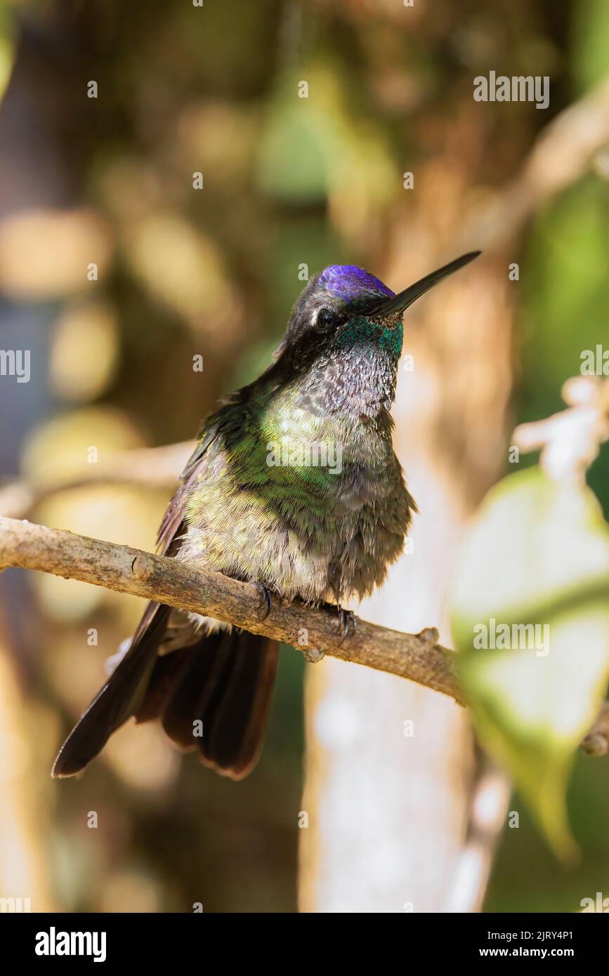 Colibri à tête violette (Klais guimeti) perçant sur une branche au pavillon Trogon, près de San Gerardo de Dota, au Costa Rica Banque D'Images