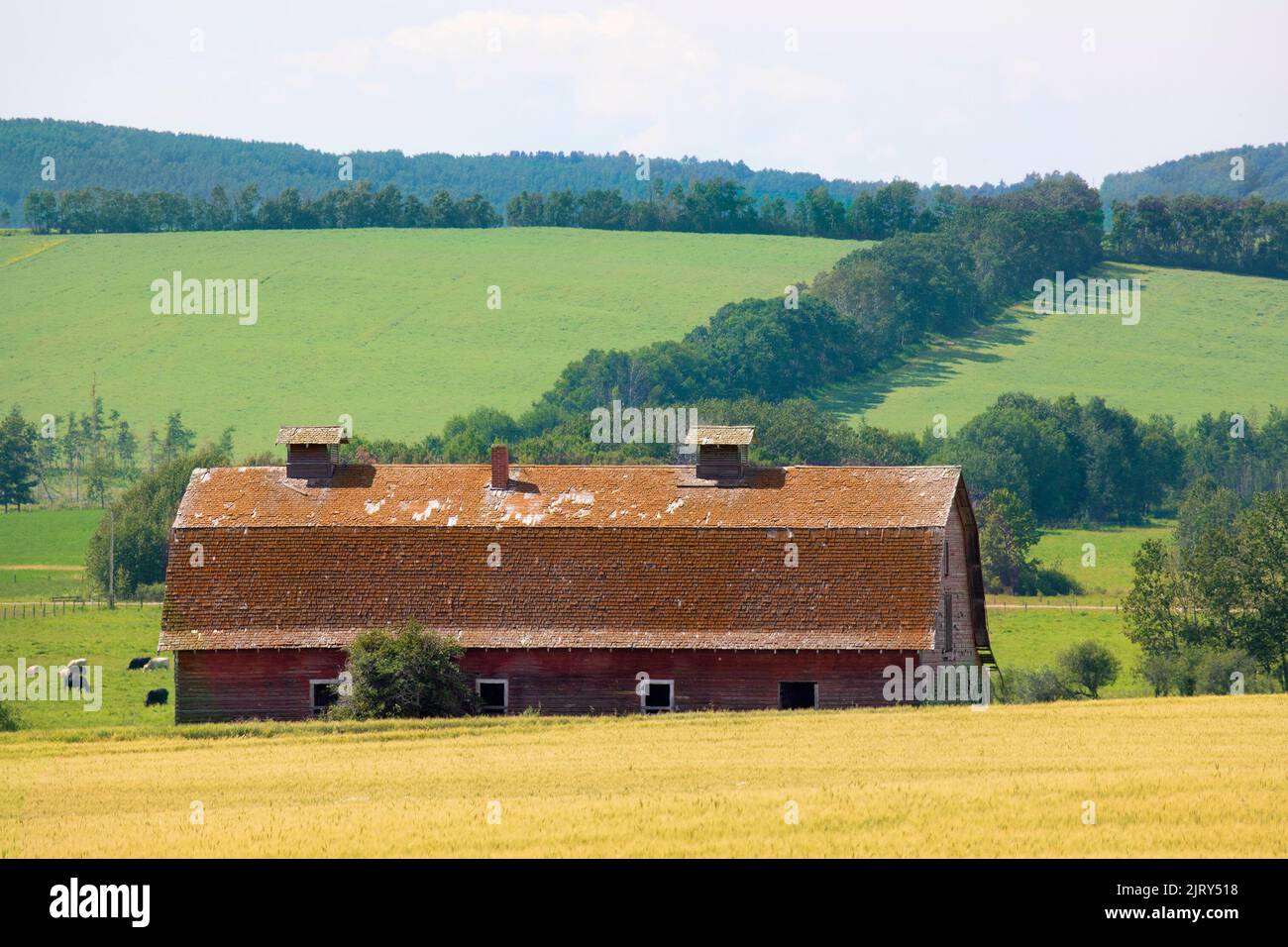 Ancienne grange dans un paysage agricole rural avec des champs de ferme séparés par des arbres dans des brise-vent. Centre de l'Alberta, Canada Banque D'Images