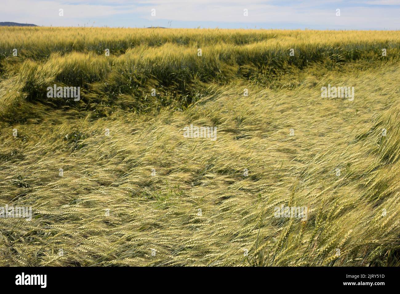 Une récolte de blé aplatie par une tempête de pluie et des dommages causés par la grêle sur un champ agricole des Prairies canadiennes en été, dans le centre de l'Alberta. La récolte est encore moissonnable. Banque D'Images