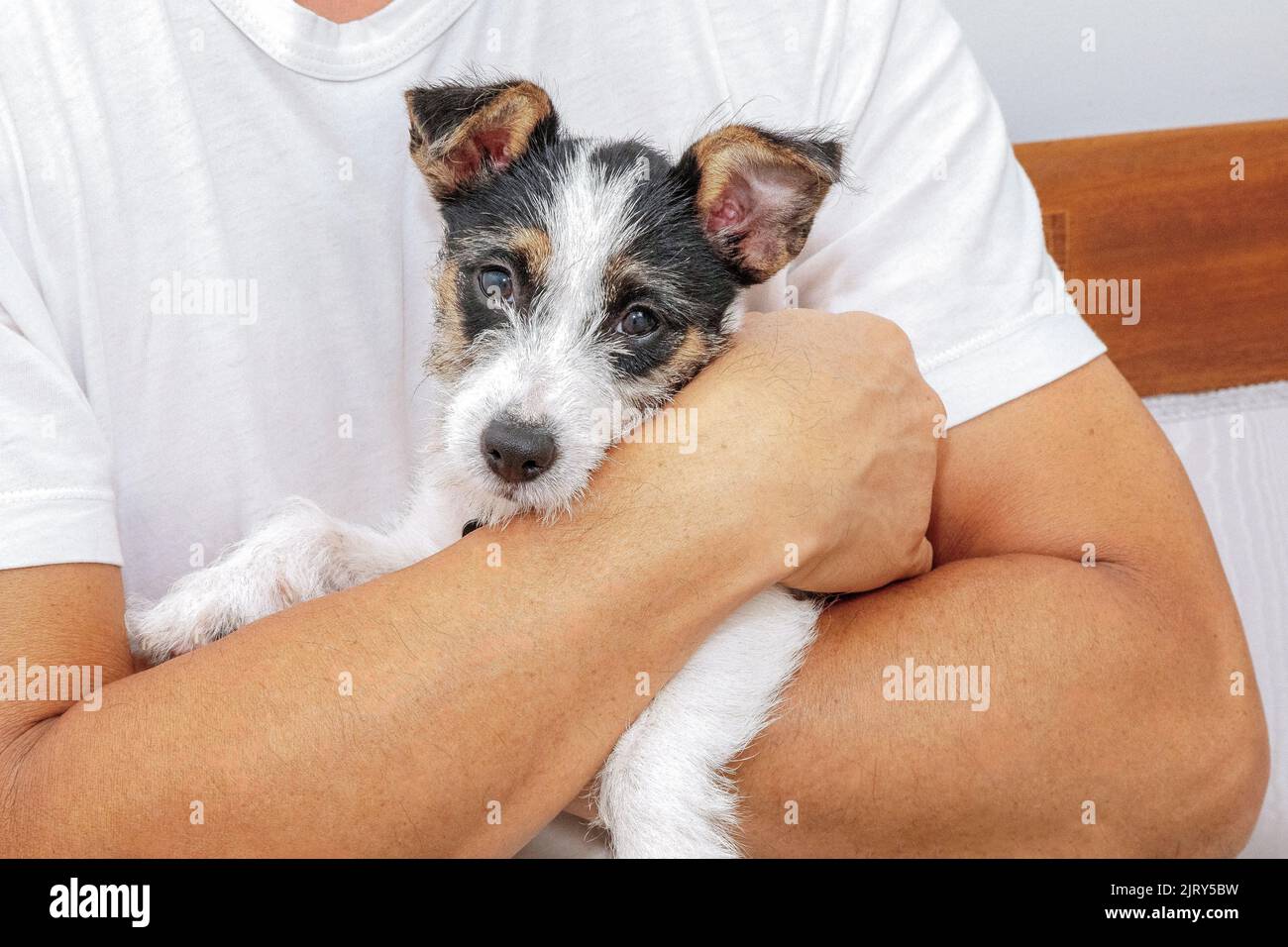 Are Jack Russell Terriers Protective