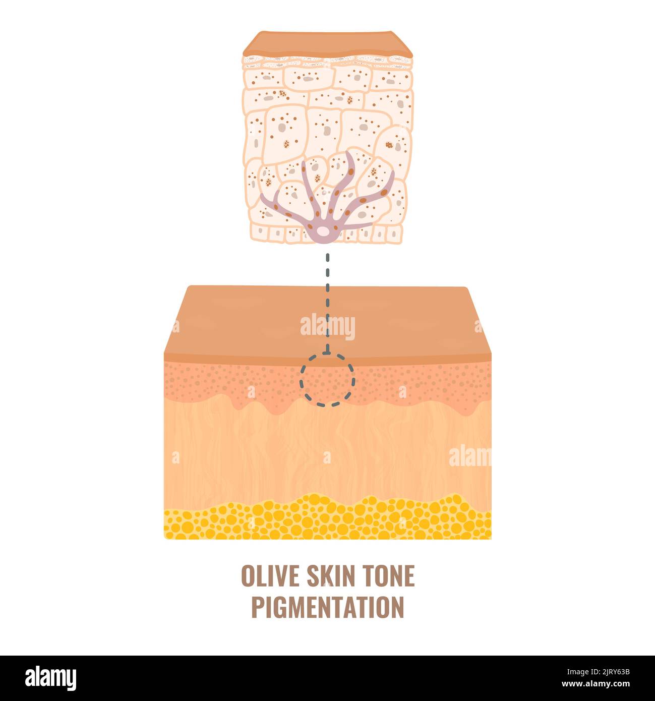 Pigmentation de la peau, illustration Banque D'Images
