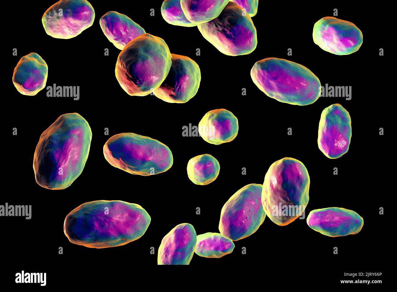 Bactérie Yersinia pseudotuberculosis, illustration Banque D'Images