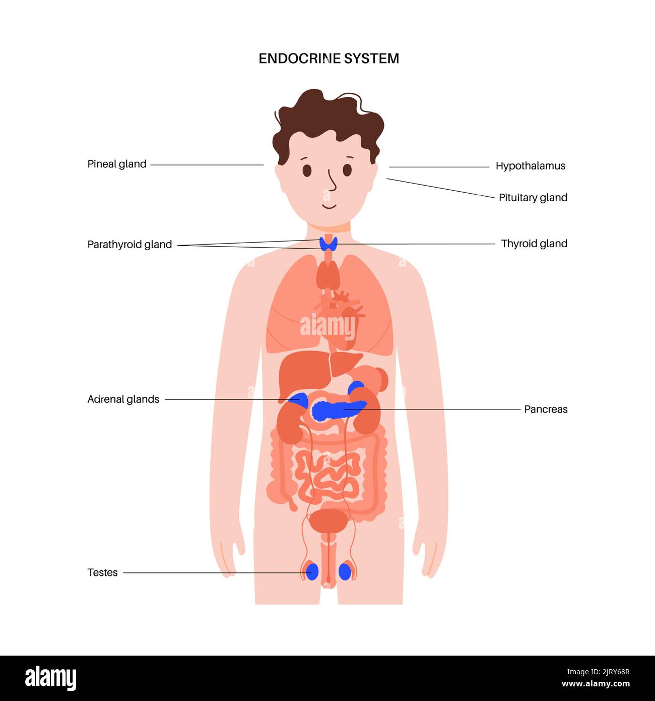 Système endocrinien humain, illustration Banque D'Images