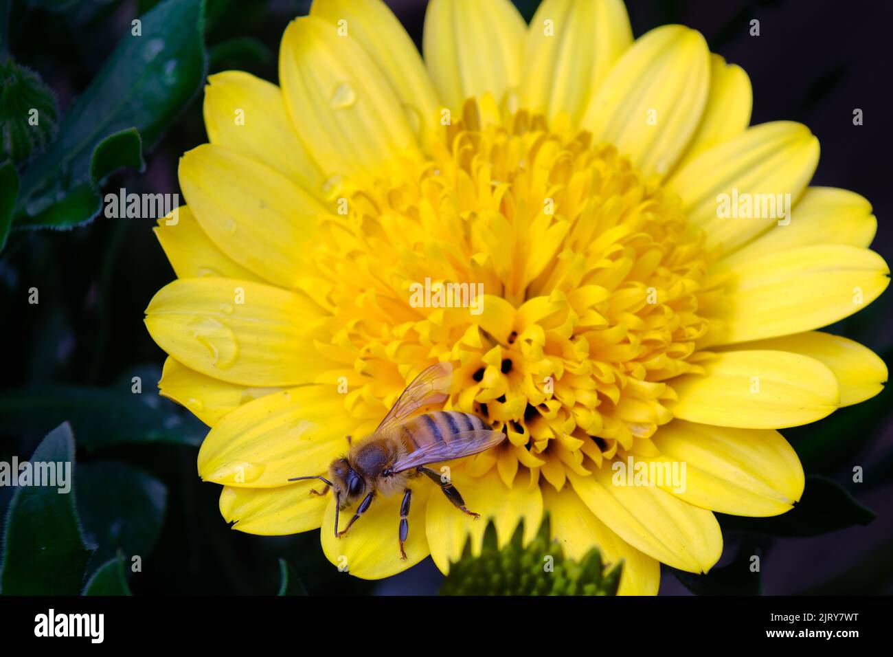 Une abeille australienne sans piqûre collectant du pollen d'une pâquerette africaine jaune (Osteospermum) en plein soleil du milieu de la matinée Banque D'Images