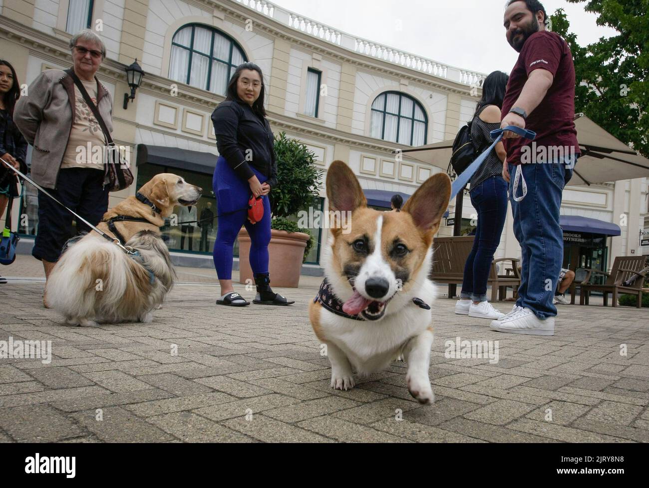 Vancouver, Canada. 26th août 2022. Les gens se réunissent avec leurs chiens lors d'un événement célébrant la Journée internationale des chiens à Vancouver, en Colombie-Britannique, au Canada, le 26 août 2022. Credit: Liang Sen/Xinhua/Alay Live News Banque D'Images