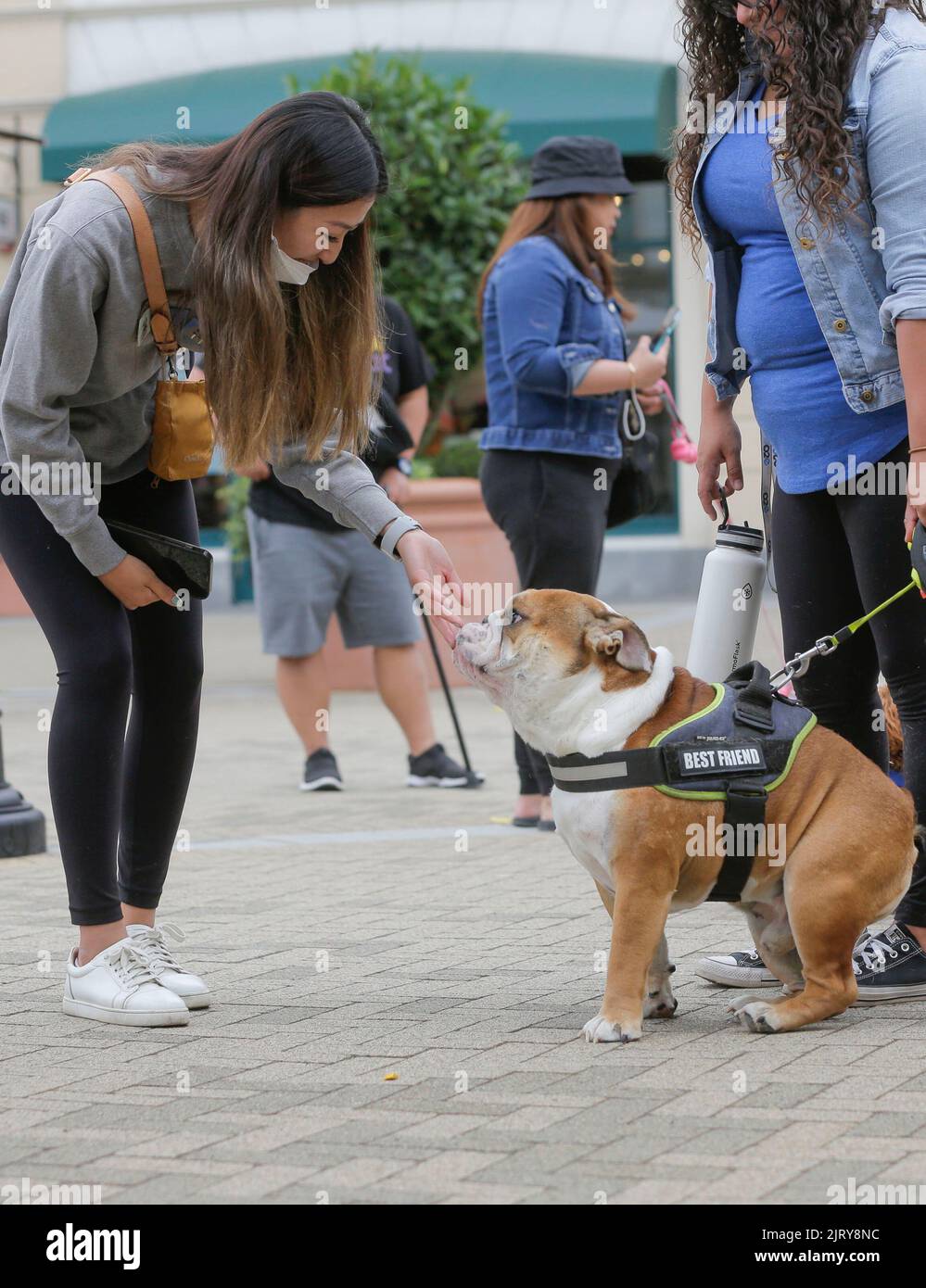 Vancouver, Canada. 26th août 2022. Une femme interagit avec un chien lors d'un événement célébrant la Journée internationale du chien à Vancouver, en Colombie-Britannique, au Canada, le 26 août 2022. Credit: Liang Sen/Xinhua/Alay Live News Banque D'Images