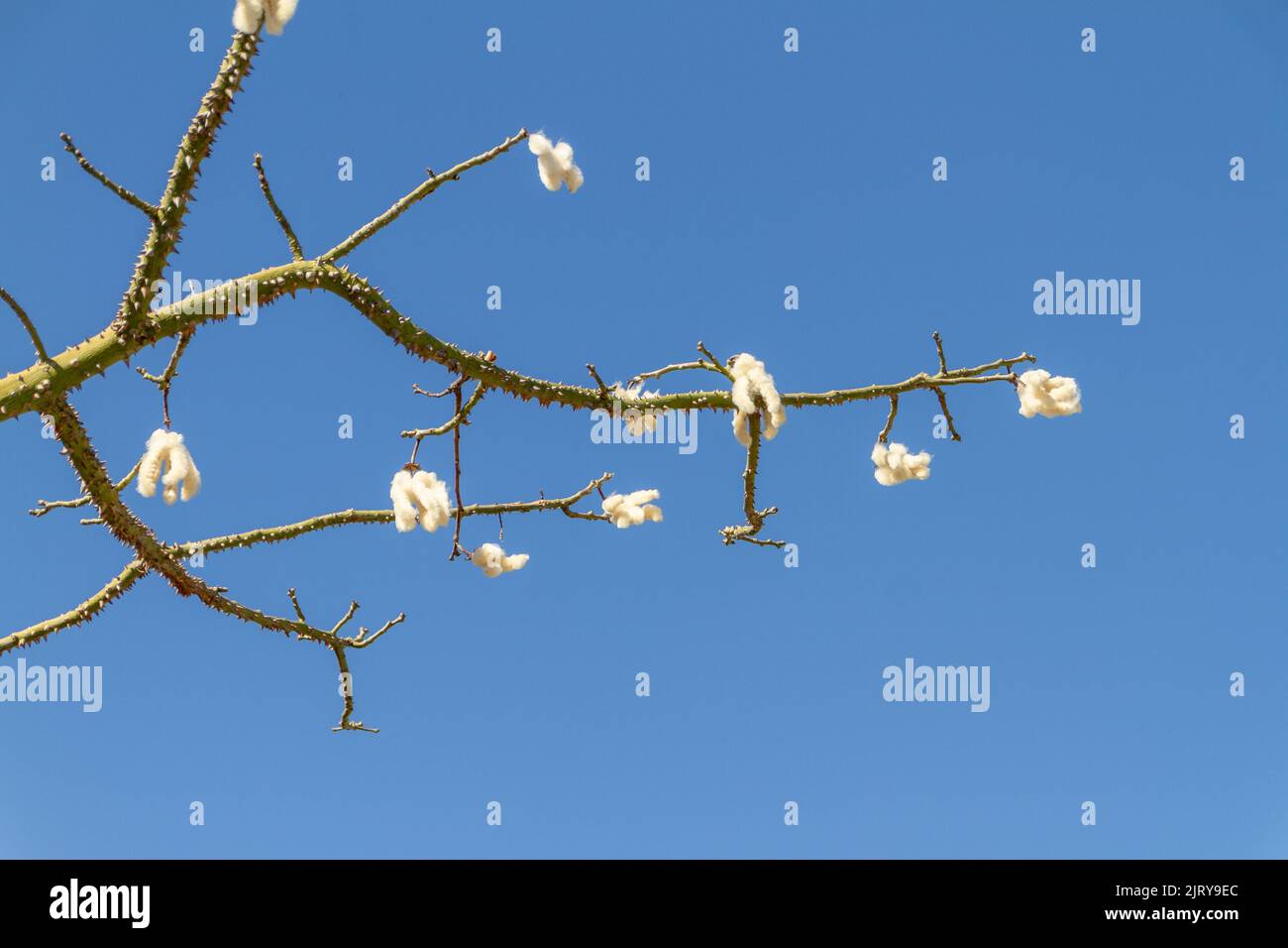Arbre en soie de soie avec ciel bleu à Rio de Janeiro, Brésil Banque D'Images