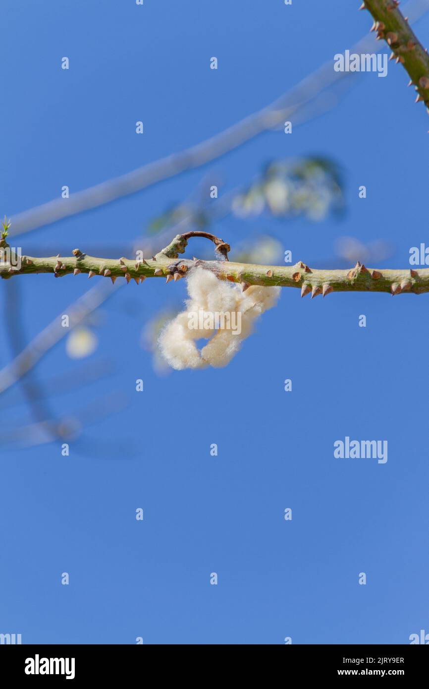 Arbre en soie de soie avec ciel bleu à Rio de Janeiro, Brésil Banque D'Images